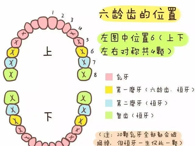 儿童牙齿